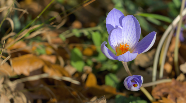 Krokus